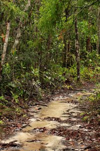 Im Regenwald von Bako müssen sich die Wanderer den Weg mit dem Bach teilen.