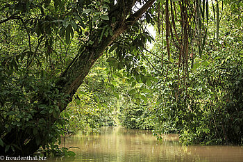 Einfahrt vom Kinabatangan River zum Ox Bow Lake