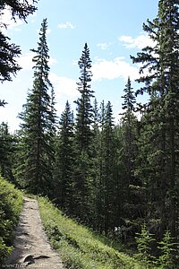 Wanderweg zur sechsten Brücke des Maligne Canyons