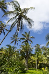 Kokospalmen im Parque Nacional Natural Tayrona