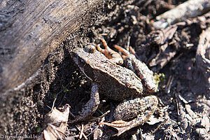 Frosch im Gauja Nationalpark