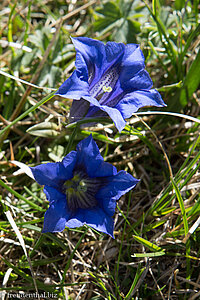 Clusius Enzian (Gentiana clusii) am Grünten