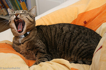 Katze Minka in Annettes Bett