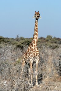 singende Giraffe