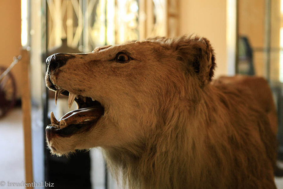 Ausgestopfter Löwe im Äthnologischen Museum von Addis Abeba