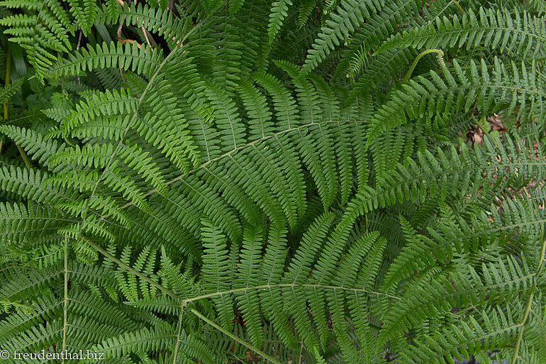 Farn entlang der Levada do Castelejo