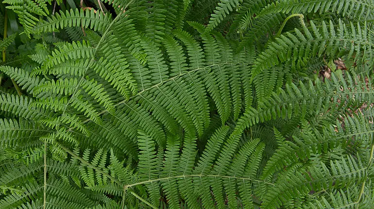 Farn entlang der Levada do Castelejo