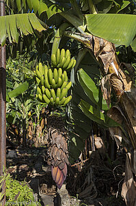 Bananenstaude beim Barranco de la Madera