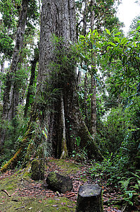 Ein Urwaldbaum auf dem Sendero el Quetzal