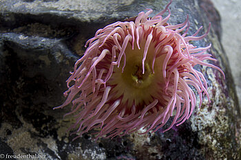 Seeanemone (actinia fragacea) im Hanwha Aqua Planet