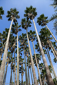 Washingtonpalme - Washingtonia - im Exotic Hallim Park