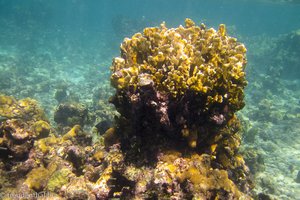 Koralle an der Punta Brava bei den Islas del Rosario