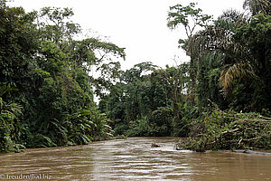 Hochwasser im Nationalpark Tortuguero