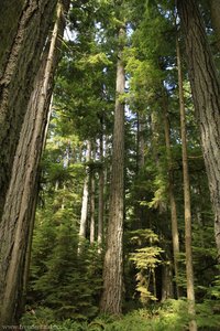 riesige Bäume beim Cathedral Grove - Rundreise Kanada
