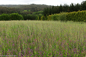 Feld bei Pedrouzo