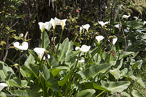 Calla im Foret de Bérbour - Takamaka-Schlucht