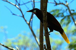 Montezumastirnvogel (Psarocolius montezuma)