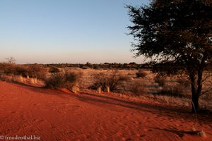 rot leuchtet der Sand der Kalahari