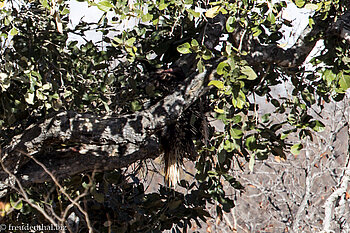 die Beute des Leoparden: ein Stachelschwein