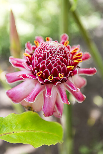 Ingwer im Jardin d'Eden