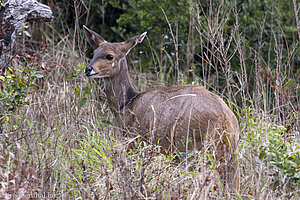 Buschbock im iSimangaliso Wetland Park von St. Lucia