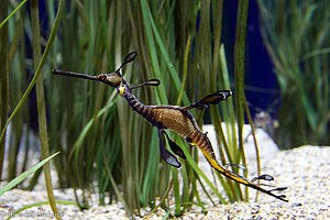 Seedrachen, Kleiner Fetzenfisch, Weedy Seadragon, Common Seadragon (Phyllopteryx taeniolatus)