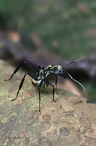 Eine Tigerameise im Parque Nacional Corcovado