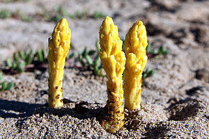 Strandspargel auf Sal