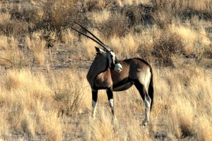 Oryx Antilope - Pate des Einhorns