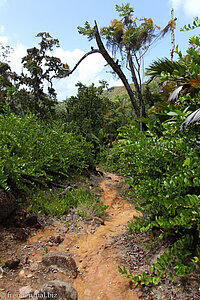 Pfad zwischen der Anse Lazio und der Anse Gorgette