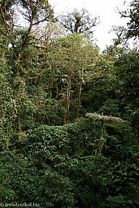 Blick in den Nebelwald beim Selvatura Park