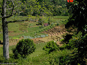 Reisterrassen nahe Nuwara Eliya