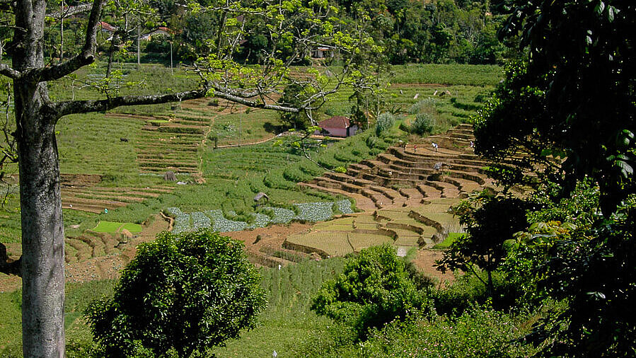 Reisterrassen nahe Nuwara Eliya