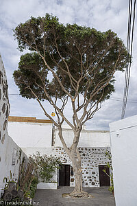 Baum in den Gassen von Arrecife