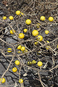 Früchte bei Shatat – Shaat im Oman