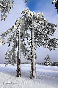 Schwarzkiefern im Schnee