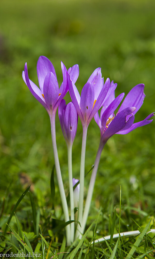 Hersbtzeitlose am Hündlekopf