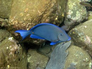 Blauer-Doktorfisch (Acanthurus coeruleus) in der Soufriere Bay, St. Lucia
