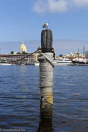 Möwe bei der Marina Bocagrande bei Cartagena