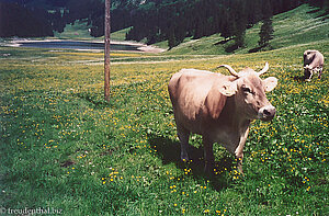 Rindvieh beim Sämtisersee