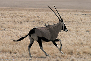 Oryx Antilope im Namib-Naukluft Park