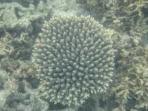 Koralle bei Pulau Tiga