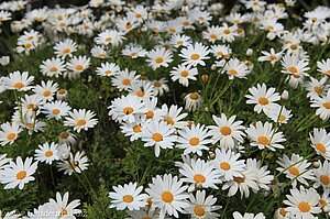 Margeriten-Strauch beim Campo Sol