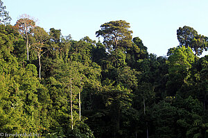 Urwald beim Chiao-Lan-See