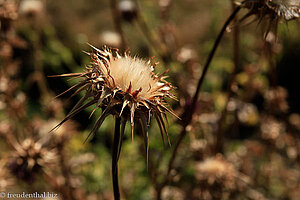 Distel in den Simien-Bergen