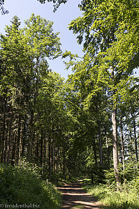 Im Wald bei Geislingen an der Steige