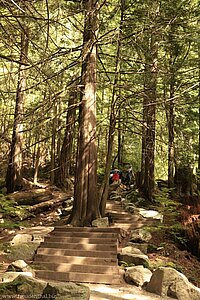 Fussweg zu den Shannon Falls