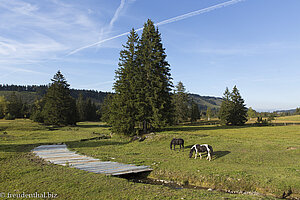 Beim Vogelschutzgebiet Häderichmoore