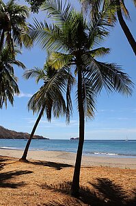Kokospalmen an der Playa Hermosa