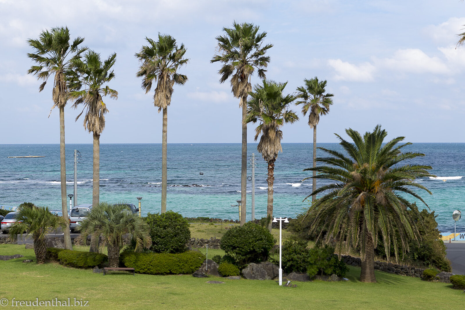 Palmen an der Küste Jejudos | koreanisches Ferienparadies